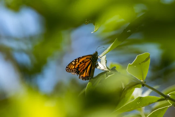 Endangered Monarch Butterflies