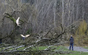 Atmospheric River and Potential Bomb Cyclone Bring Chaotic Winter Weather to East Coast