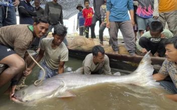 Huge and Rare Mekong Catfish Spotted in Cambodia, Raising Conservation Hopes