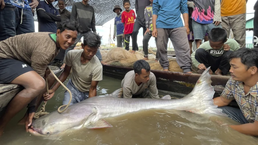 Huge and Rare Mekong Catfish Spotted in Cambodia, Raising Conservation Hopes