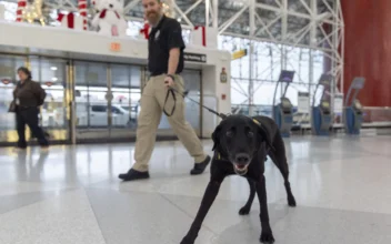 Argo the Dog, a TSA Calendar Star, Protects Air Travelers by Sniffing out Explosives