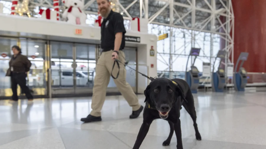 Argo the Dog, a TSA Calendar Star, Protects Air Travelers by Sniffing out Explosives