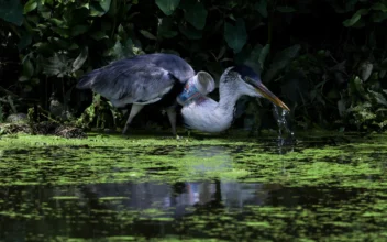 Brazil Heron Takes Flight After Plastic Cup Removed From Throat