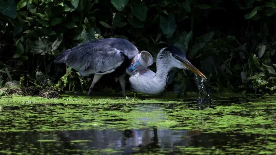 Brazil Heron Takes Flight After Plastic Cup Removed From Throat