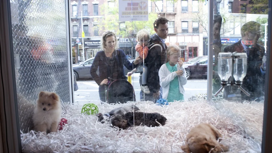New York State Retailers Fight to Continue Puppy, Kitten, Rabbit Sales