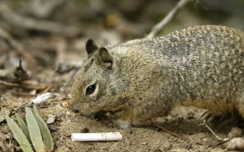 Some California Squirrels Found to Be Carnivorous by Scientists