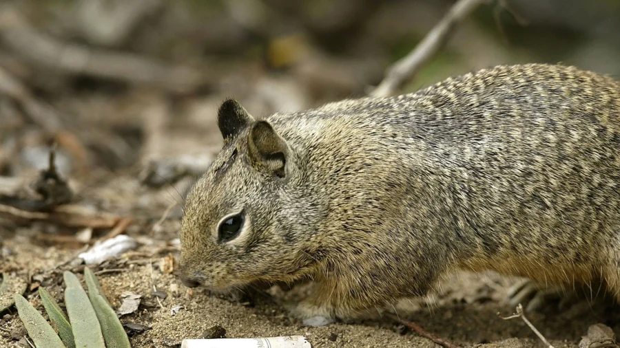 Some California Squirrels Found to Be Carnivorous by Scientists