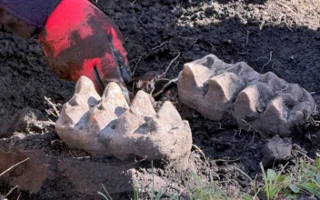 New York Man Finds Mastodon Jaw While Gardening in His Backyard