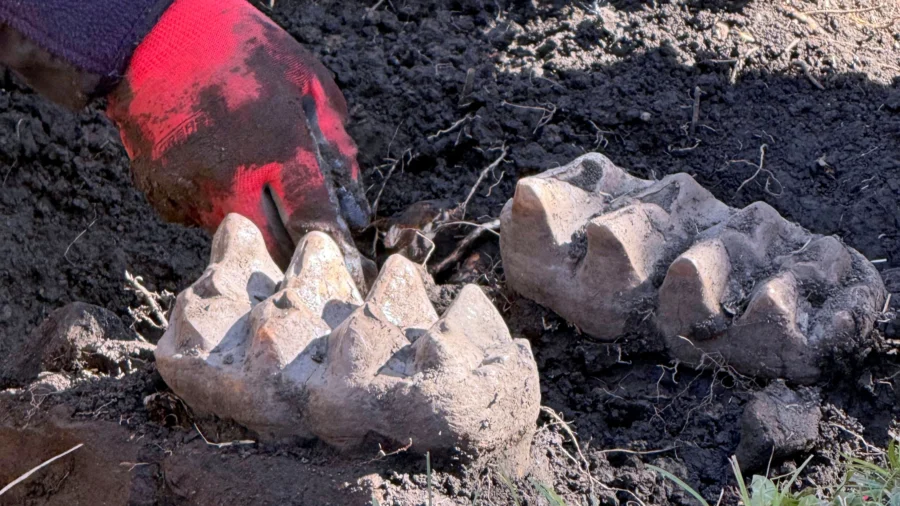 New York Man Finds Mastodon Jaw While Gardening in His Backyard