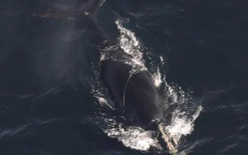 Endangered Whales Found Entangled in Rope Off Massachusetts, and One Is Likely to Die