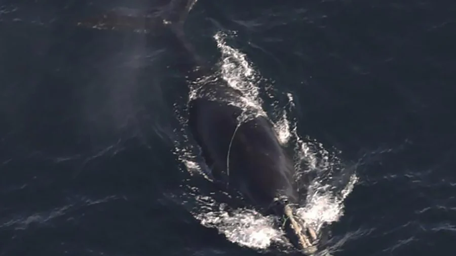 Endangered Whales Found Entangled in Rope Off Massachusetts, and One Is Likely to Die