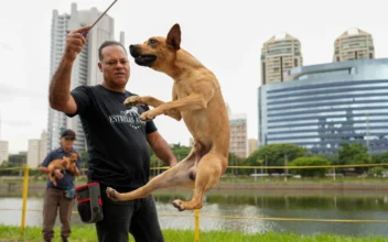 These Brazilian Caramel-Colored Stray Dogs Were Long Overlooked; Now, They’re Having Major Moment