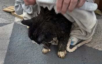 20-Year-Old Blind Cat Is Rescued From Icy Massachusetts Pond After Some Quick Thinking