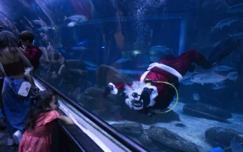 Santa Claus Joins Sharks for Holiday Swim at Rio de Janeiro Aquarium