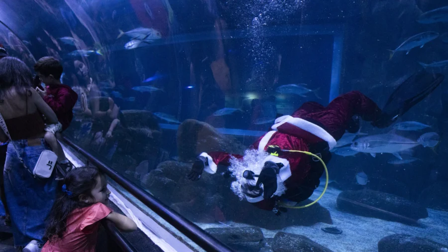 Santa Claus Joins Sharks for Holiday Swim at Rio de Janeiro Aquarium