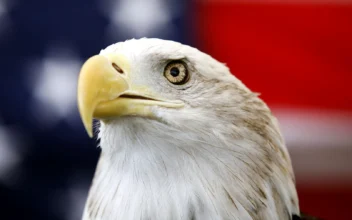 Bald Eagle Formally Recognized as US National Bird