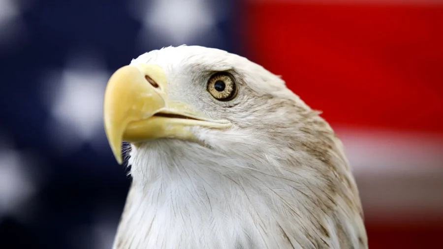 Bald Eagle Formally Recognized as US National Bird