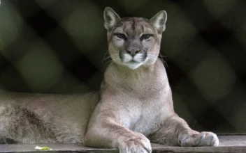 20 Big Cats Die in Bird Flu Outbreak at Washington Sanctuary