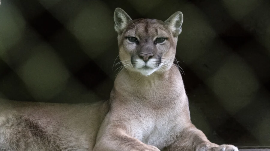 20 Big Cats Die in Bird Flu Outbreak at Washington State Sanctuary