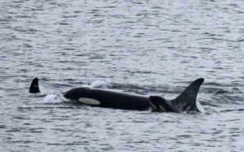 Orca Carried Her Dead Calf for 17 Days, She Now Has New Baby