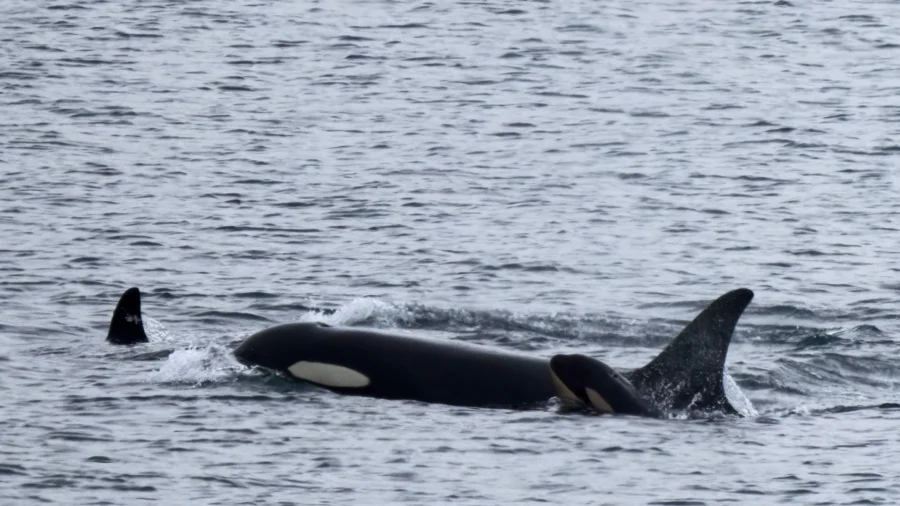 Orca Carried Her Dead Calf for 17 Days, She Now Has a New Baby