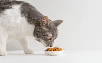 Oregon House Cat Dies After Eating Pet Food That Tested Positive for Bird Flu