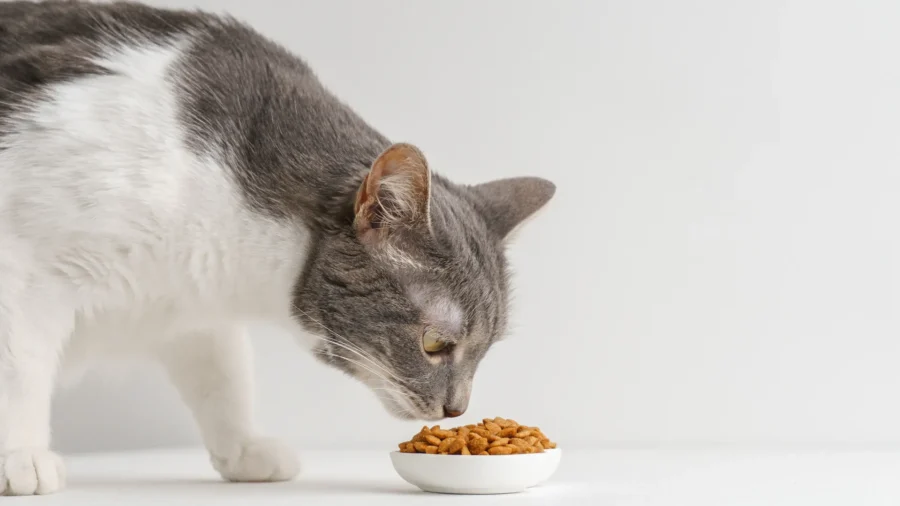 Oregon House Cat Dies After Eating Pet Food That Tested Positive for Bird Flu