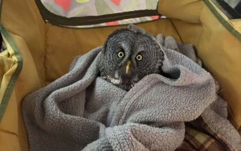 Snowy Owl Rescued From Car Grille by Minnesota Woman Who Saved Another Bird Hours Earlier