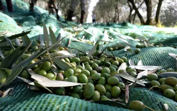 Italian Farmer Revives Ancient Olive Oil Tradition With Modern Craft