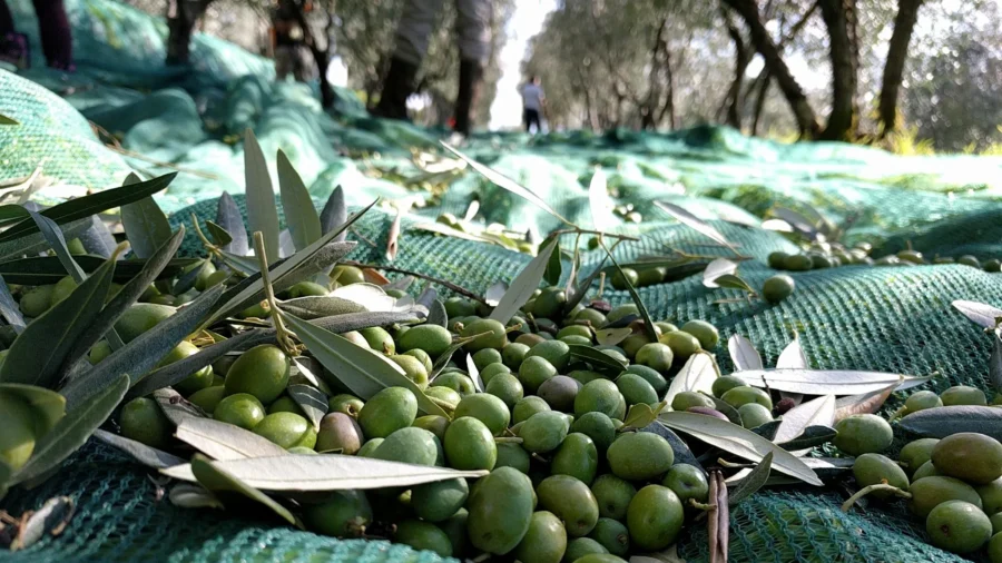 Italian Farmer Revives Ancient Olive Oil Tradition With Modern Craft