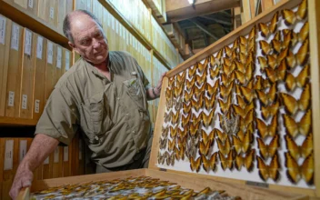 Butterfly Collector in Africa With More Than 4.2 Million Seeks to Share Them for Future