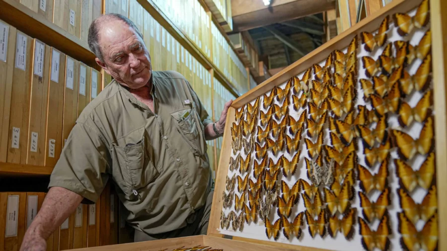 Butterfly Collector in Africa With More Than 4.2 Million Seeks to Share Them for Future