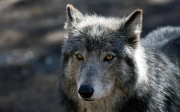 Colorado Wolf Died From Gunshot, Spurring Federal Investigation