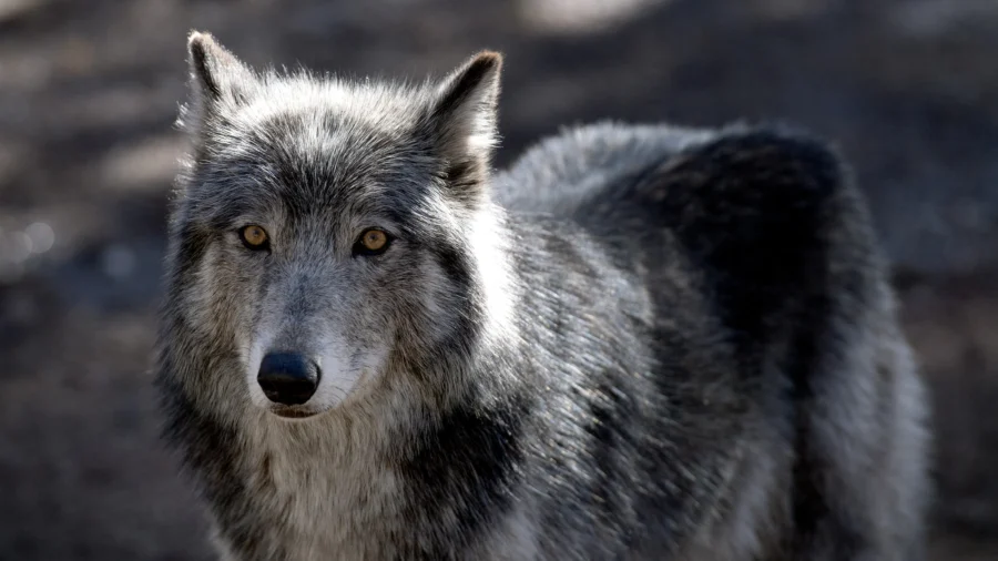 Colorado Wolf Died From Gunshot, Spurring Federal Investigation