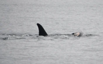 Orca That Carried Her Dead Calf for Weeks in 2018 Is Doing so Once Again