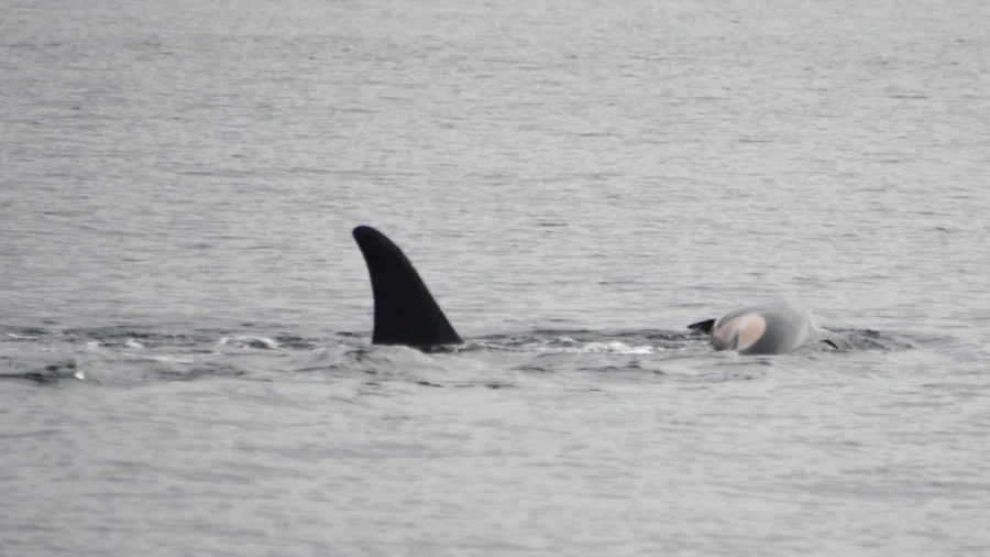 Orca That Carried Her Dead Calf for Weeks in 2018 Is Doing so Once Again