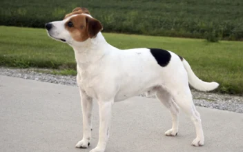 Meet Danish-Swedish Farmdog, Newest Breed in American Kennel Club’s Lineup