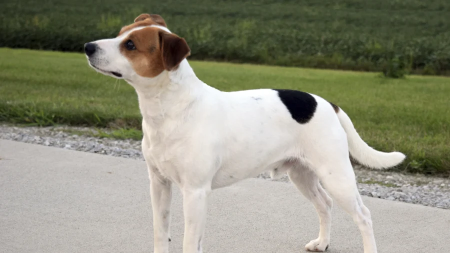 Meet Danish-Swedish Farmdog, Newest Breed in American Kennel Club’s Lineup