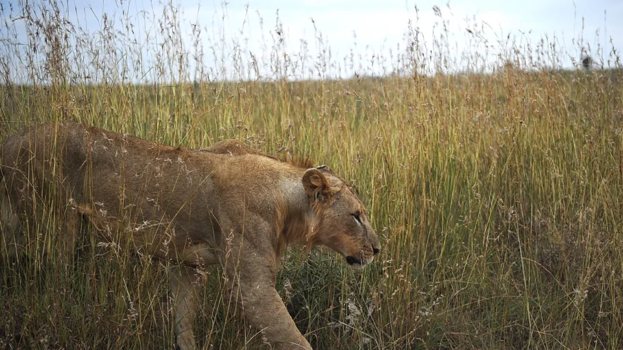 Young Zimbabwean Boy Found Safe After 5 Days in Lion Territory