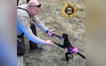 Monkey in Tutu That Escaped Home Is Captured