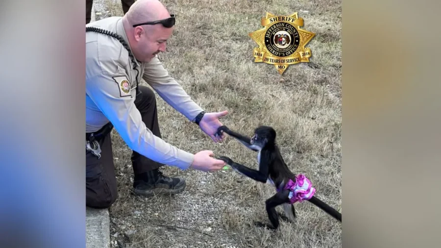 Monkey in Tutu That Escaped Home Is Captured