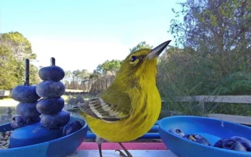 Smart Bird Feeders Gain Popularity and Spark Interest in Bird-Watching