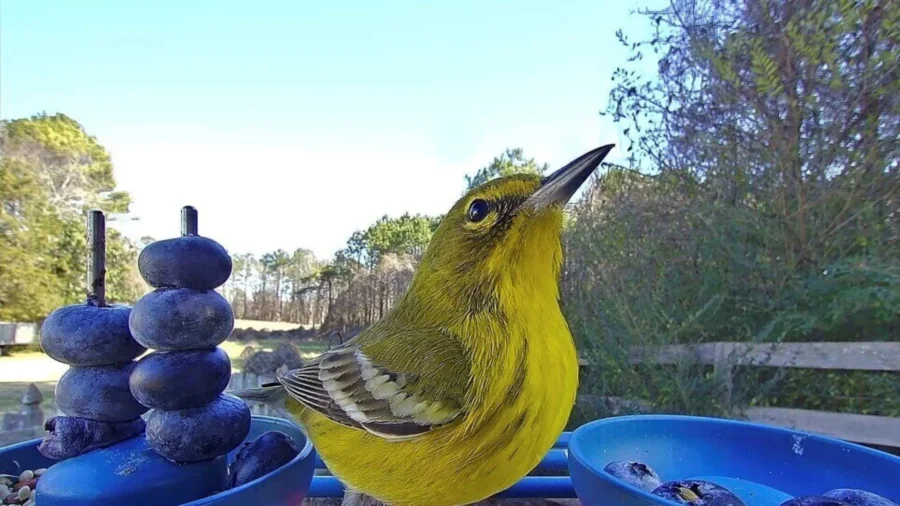 Smart Bird Feeders Gain Popularity and Spark Interest in Bird-Watching