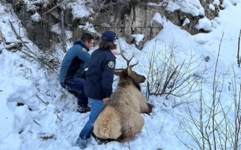 Elk on Shelf: Colorado Wildlife Officials Rescue Elk Tangled in Rope on Ice Climbing Route