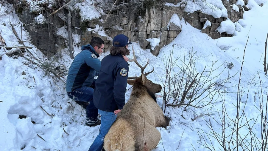 Elk on Shelf: Colorado Wildlife Officials Rescue Elk Tangled in Rope on Ice Climbing Route