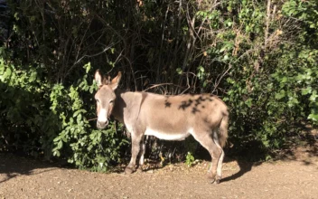 Miniature Donkey That Inspired ‘Donkey’ in Shrek Movies Dies at Age 30