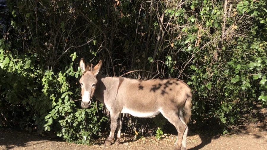 Miniature Donkey That Inspired ‘Donkey’ in Shrek Movies Dies at Age 30