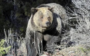 US Will Keep Protecting More Than 2,000 Rocky Mountain Grizzly Bears