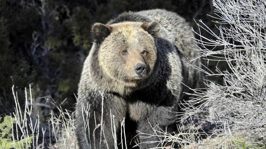 US Will Keep Protecting More Than 2,000 Rocky Mountain Grizzly Bears