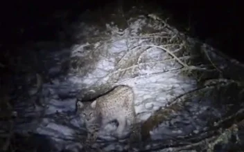 One of Four Lynx Captured in the Scottish Highlands Dies